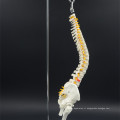 Chine fournisseur Medical Spine Model